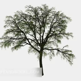 Ancient Wood Plant 3d model