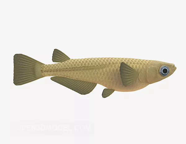 Swimming Blackfish Rigged 3d model