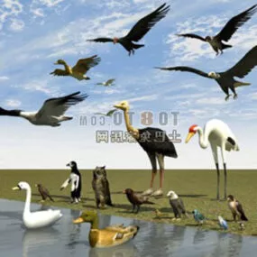 Birds Collection 3d model