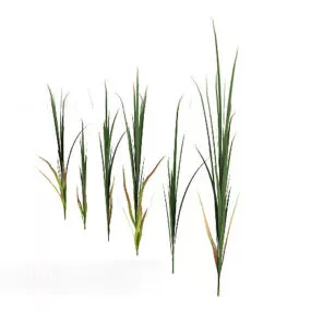 Bookmaker Rice Spike Plant 3d model