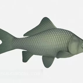 Carp 3d model
