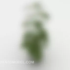 Common Green Indoor Potted 3d model