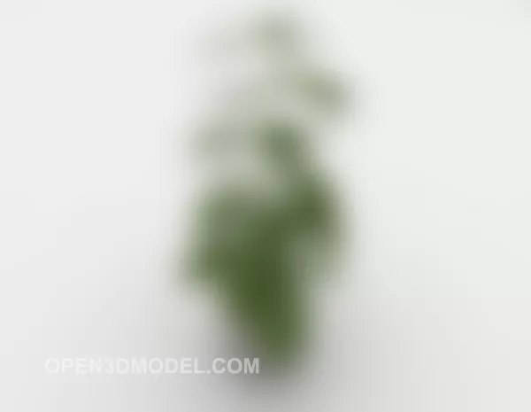 Common Green Indoor Potted 3d model Common Green Indoor Potted 3d model