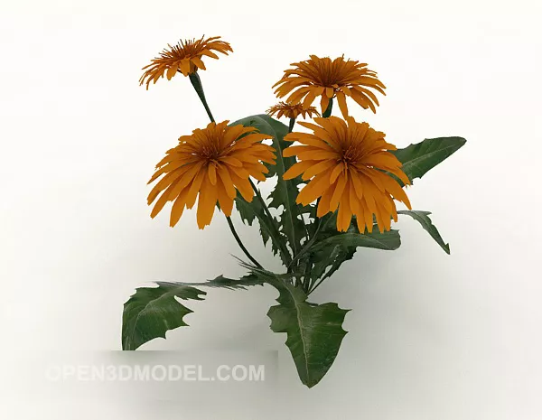 Common Outdoor Wild Chrysanthemum 3d model Common Outdoor Wild Chrysanthemum 3d model