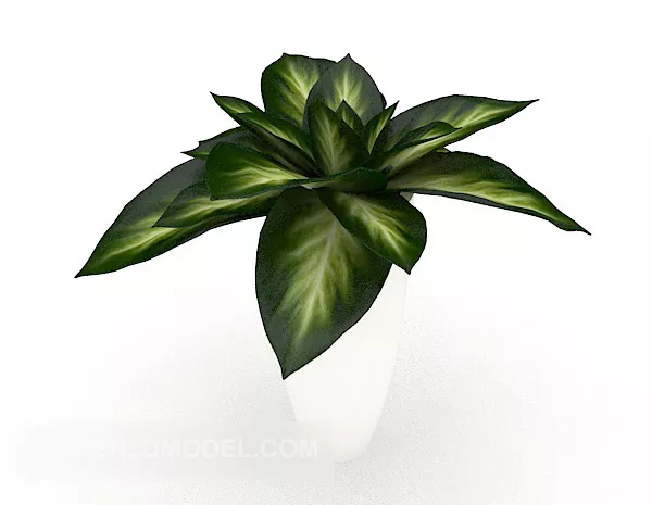 Common Simple Potted Big Leaf Trê 3d model Common Simple Potted Big Leaf Trê 3d model