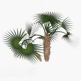Conifer Green Plant 3d model