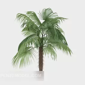 Garden Conifer Plant 3d model