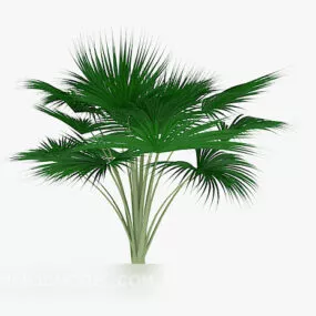 Garden Conifer Tree 3d model