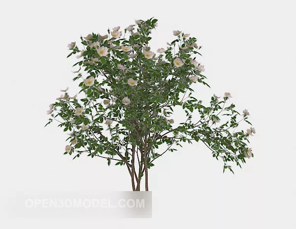 Courtyard Plant 3d model Courtyard Plant 3d model