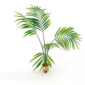 Courtyard Ornamental Tree Plant 3d model