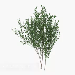Cultivate Green Saplings Tree 3d model