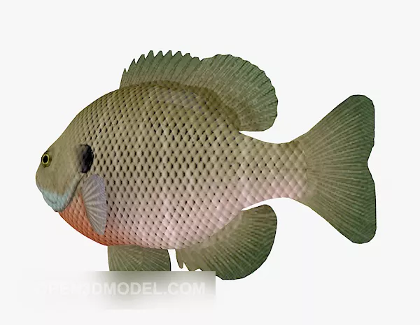 Fish Carp 3d model Fish Carp 3d model