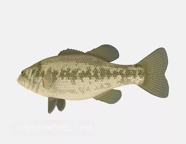 Siamese Tiger Perch Fish 3d model