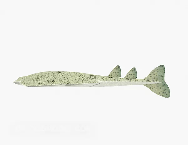 Grunt Fish Rigged Animated 3d model