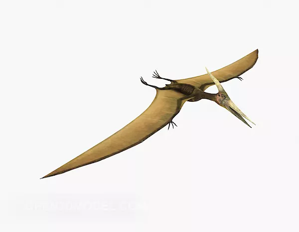 Chocobo Creature Animal 3d model