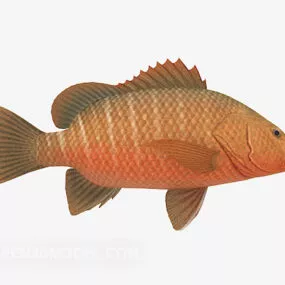 Freshwater Fish 3d model