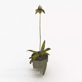 Garden Cultivated Plant 3d model