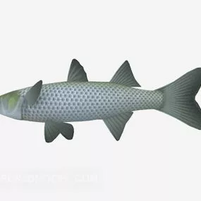 River Grassfish 3d model