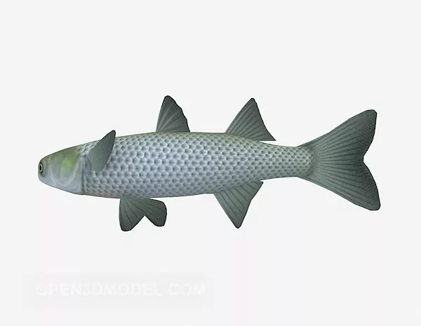 River Grassfish 3d model River Grassfish 3d model