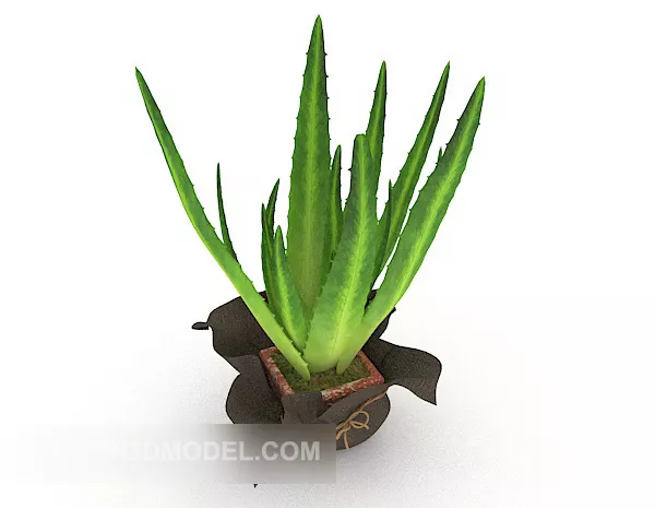 Green Aloe Vera Plant 3d model Green Aloe Vera Plant 3d model
