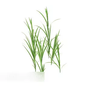 Green Grass Green Leaf Plant 3d model