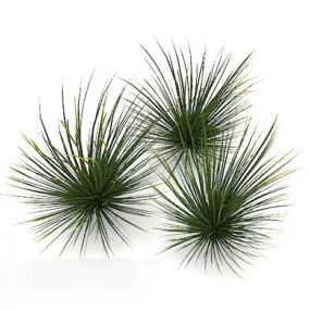 Green Bush Grass Plant 3d model