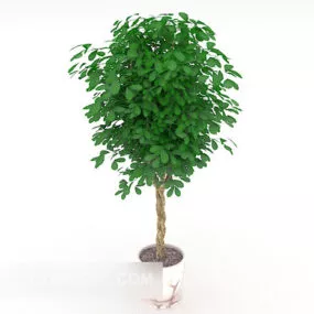 Green Home Potted 3d model