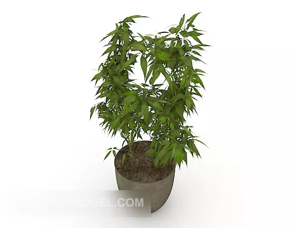Green Indoor Small Bonsai Tree 3d model Green Indoor Small Bonsai Tree 3d model