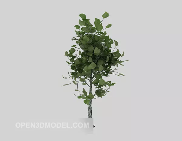 Green Outdoor Plant Sapling 3d model Green Outdoor Plant Sapling 3d model