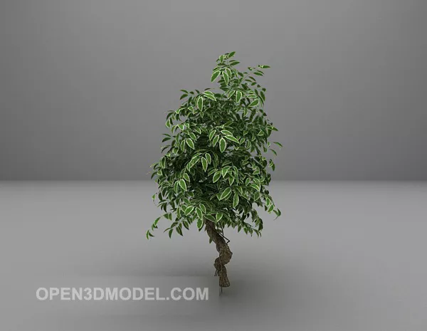 Green Tree Broad Leaf 3d model Green Tree Broad Leaf 3d model