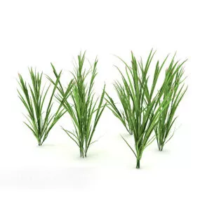 Green Plant Seedling Tree 3d model