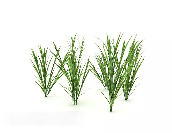 Green Plant Seedling Tree 3d model Green Plant Seedling Tree 3d model