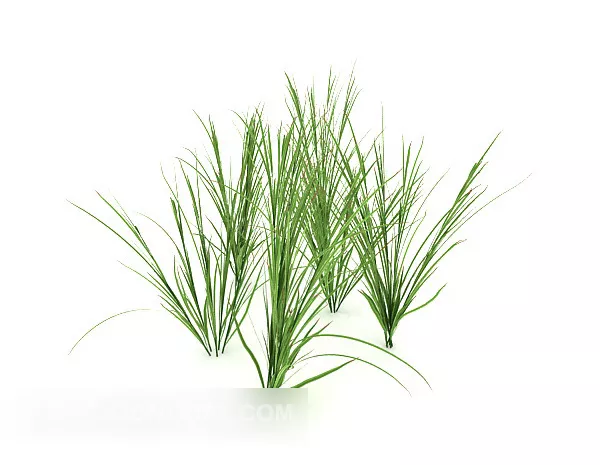 Green Thatch Plant Tree 3d model Green Thatch Plant Tree 3d model