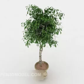 Home Outdoor Bonsai Tree 3d model