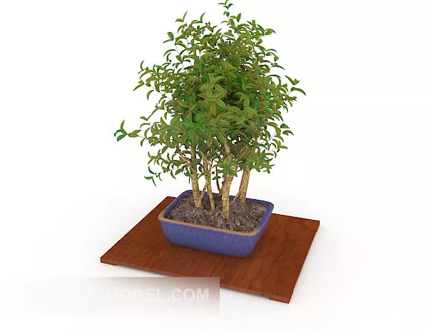 Japanese Bonsai Tree 3d model