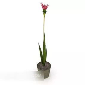 Indoor Minimalist Potted Flower 3d model