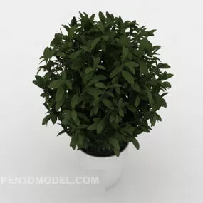 Indoor Potted Decoration 3d model
