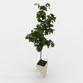 Interior Decoration Bonsai 3d model