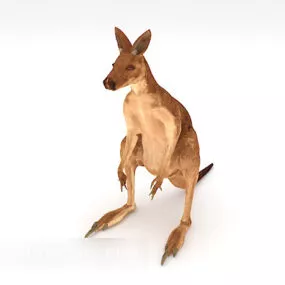 Kangaroo V1 3d model