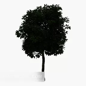 Mao Shanda Tree 3d model