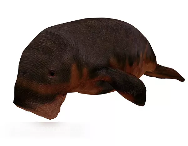 Marine Mammal Animal 3d model Marine Mammal Animal 3d model