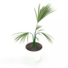Modern Potted Tree 3d model