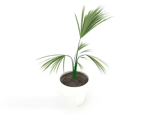 Modern Potted Tree 3d model Modern Potted Tree 3d model