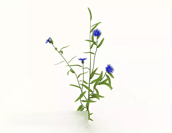 Ornamental Plant Purple Flower 3d model Ornamental Plant Purple Flower 3d model