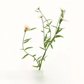 Outdoor Chrysanthemum Plant Tree 3d model