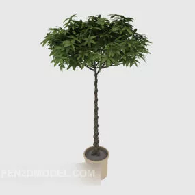 Outdoor Patio Bonsai Tree 3d model