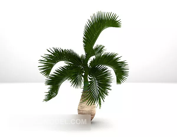 Outdoor Plant Palm Tree 3d model Outdoor Plant Palm Tree 3d model