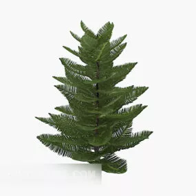 Outdoor Evergreen Plant 3d model