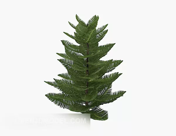 Outdoor Evergreen Plant 3d model Outdoor Evergreen Plant 3d model