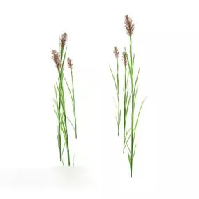 Outdoor Wildflower Weed Plant 3d model